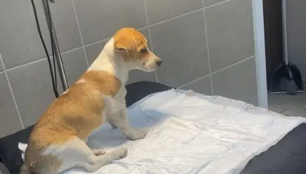 Спаси Живота на Бела