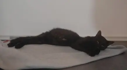 Помощ за Блеки