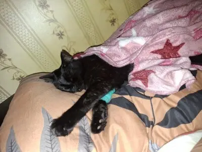 Спаси жизнь Мурзику