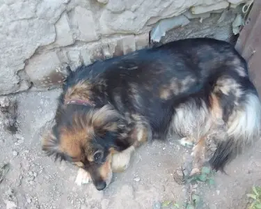 Спасти собаку Алиса