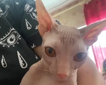 Помощь для кота Томы