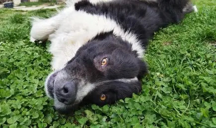 Арес има право на лечение и живот