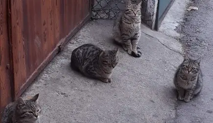 Помогни на коте в нужда