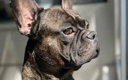 Спаси живота на Тайгър