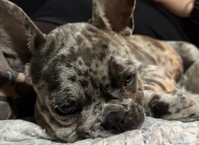 Помощ за Бейли