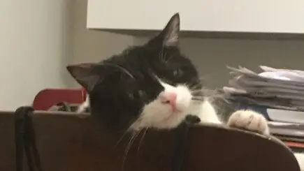 Help Jam-un piccolo combattente