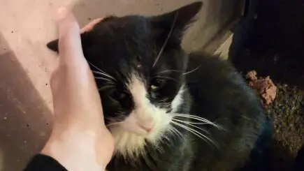 Spas za mače Felixa