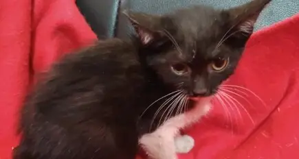 Ajută doi pisoi cu panleucopenie