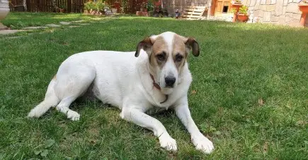 Да спасим живота на Сара