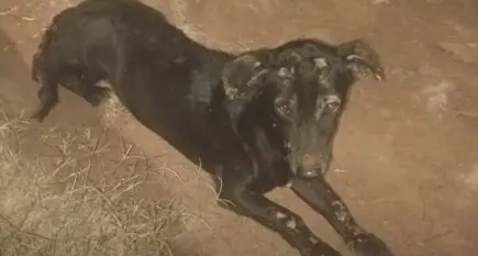 Patas que precisam de amor