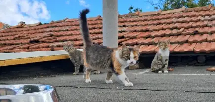 Котешка надежда