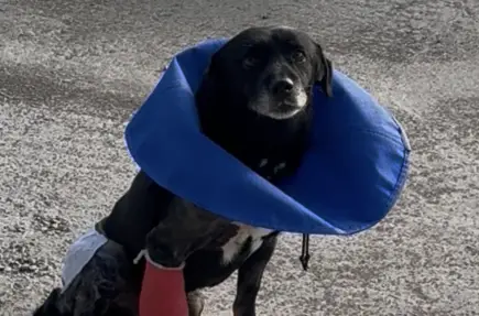 СПАСЕТЕ ПУХЧО !