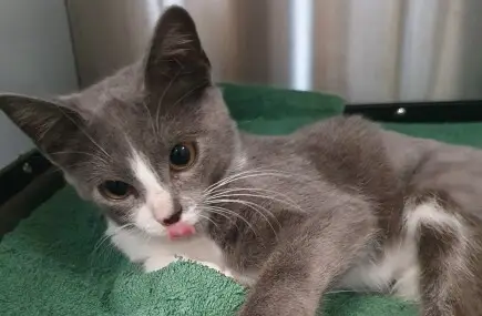 Да помогнем на Аш