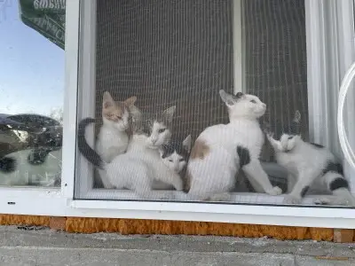 Втори шанс за 50 те опашатковци  🐾🐾