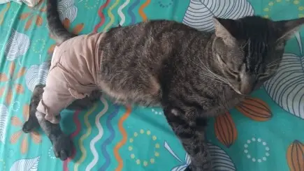 Salve la pata de Niño