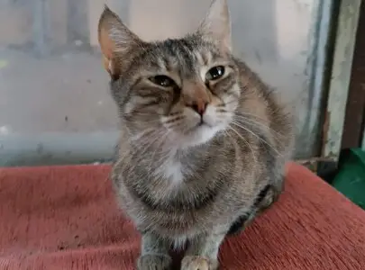 Втори шанс за мама Мила