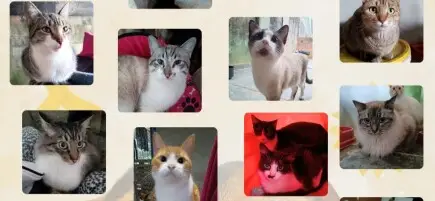 Comprar o imóvel para manter o abrigo