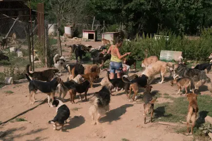 СПЕШНО: Бъдеще за спасителния център с над 350 животни в с. Горска