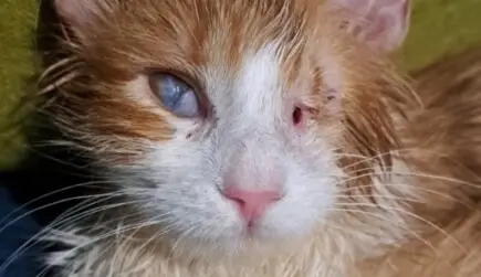 ПОМОГНИ ДА СПАСИМ ОКОТО НА МАЛЪК МАРЛО