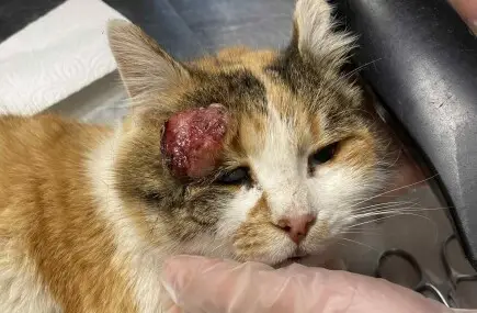 Ветеринарна клиника за бездомни животни, която спасява хора