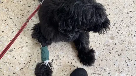 ПОМОГНЕТЕ ДА СПАСИМ ЖИВОТА НА БОНИ