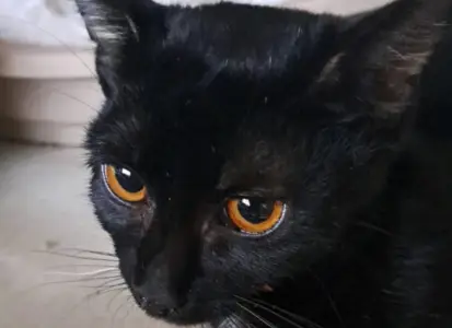 ПОМОГНИ НА САВАНА ДА ЖИВЕЕ