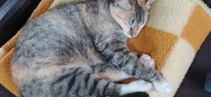 Ajuda a Jade a fazer a cirurgia