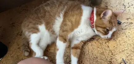 Спаси Живота на коте Симба