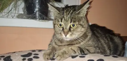 Помощ за коте Мърфина