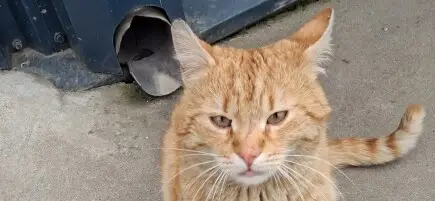 Ajutati-ne sa-l salvam pe pisoiul Portocală