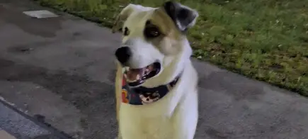 Salvate il cane Willy