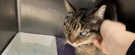 Спаси живота на коте Ади