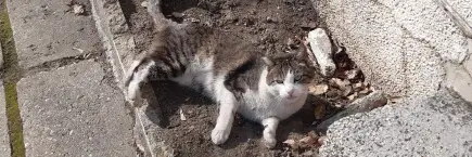 Да спасим Сивчо - Одобрено изплащане