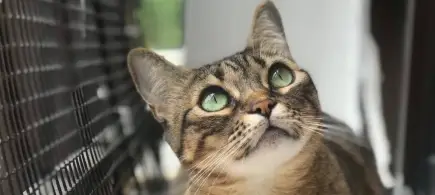 Salven la vida de la gata Dulcen