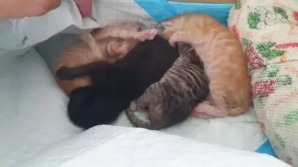 Pomozme čtyřem opuštěným koťátkům přežít