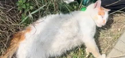 Помогни на котето Рижи! Help Rizhi, the Orange Cat!
