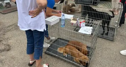 Construire adapost pentru caini fara stapan