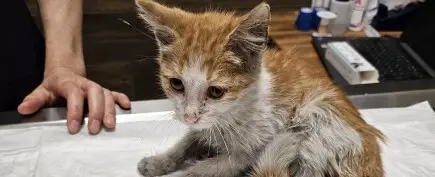 Помогнете на Бела