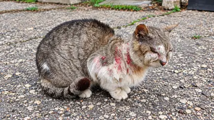 Помощ за коте