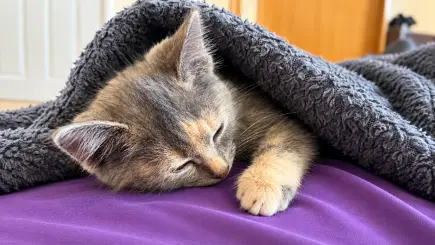 НЕКА ДАДЕМ ШАНС ЗА ЖИВОТ НА КОТЕНЦЕТО - НАЛА