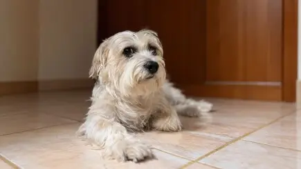 Ricky nu mai poate călca pe piciorul din spate
