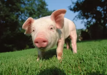 🐖🦆Да спасим от коледната трапеза едно прасе,пуйка,гъска и патица - Новини