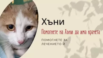 ❤️🐈 Коледно чудо за котенцето Хъни - 🐈 Кампанията за коте Хъни приключи успешно.