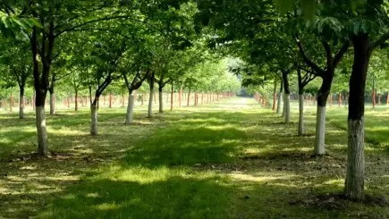 🌳 Помогни за засаждането на кестенова гора